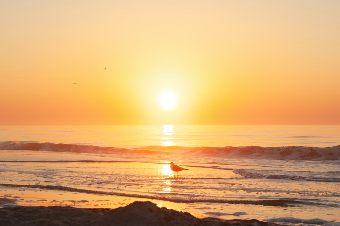 Carolina Beach's Coastal Resilience Survey: What Property Buyers Need to Know — Carolina coast real estate