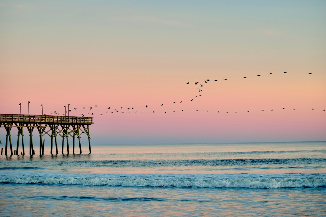 Commentary: An unwelcome houseguest: Drywood termites, part 1 — Carolina coast real estate