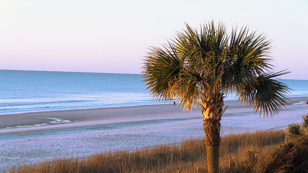 Outer Banks Drywood Termites and Coastal Property Damage: What Buyers Need to Know — Carolina coast real estate