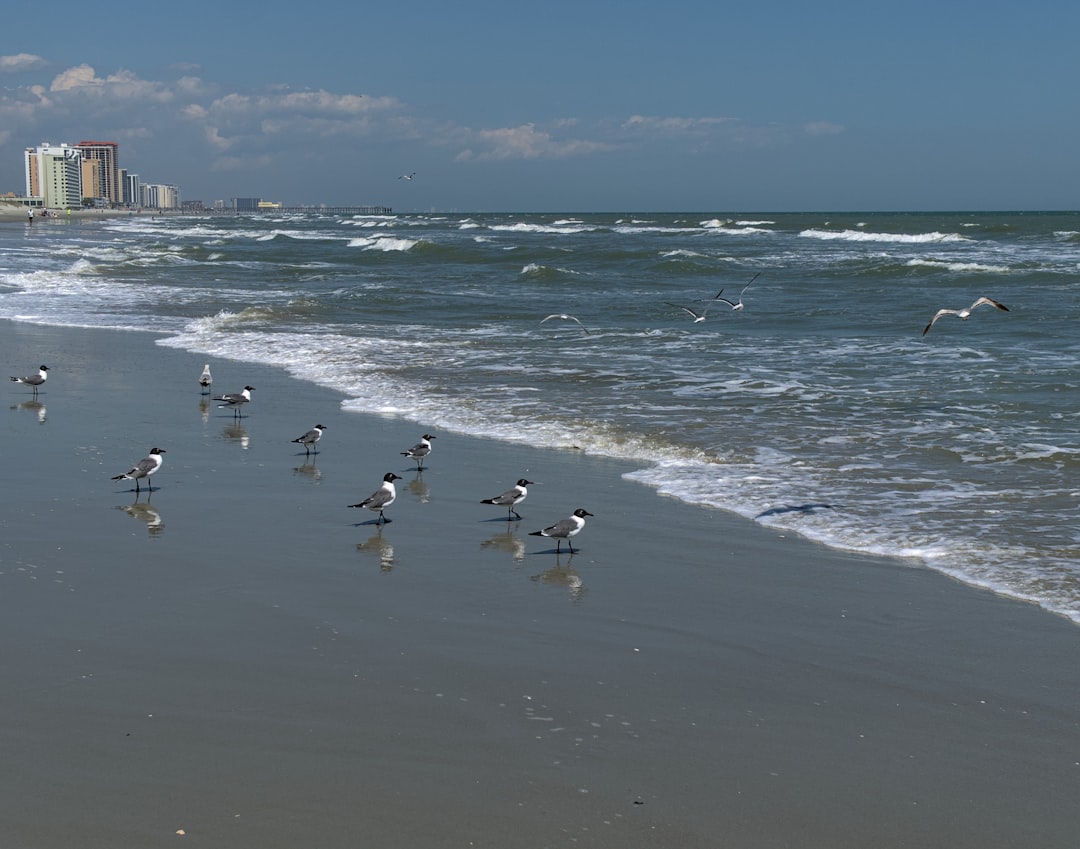 PFAS Contamination and Coastal Property Water Safety: What Carolina Buyers Need to Know — Carolina coast real estate